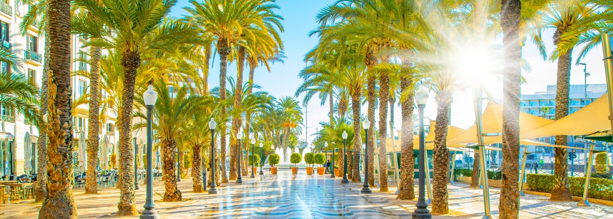 sunny promenade with palm trees