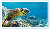Snorkel - Freeport, The Bahamas