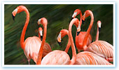 Nassau- Bahamas- Ardastra Gardens