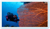 Scuba diving