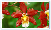 Orchid jungle