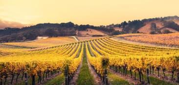 a field expands towards the mountains in adelaide