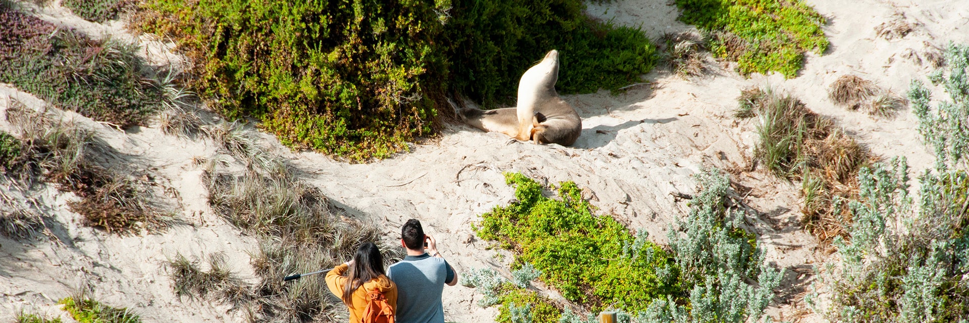 a couple watchs a seal located in kangaroo island