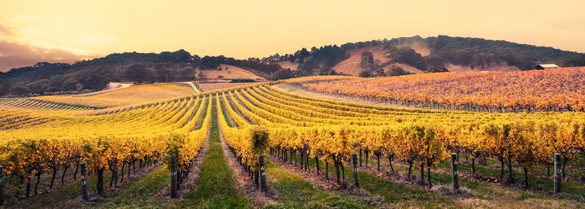a field expands towards the mountains in adelaide