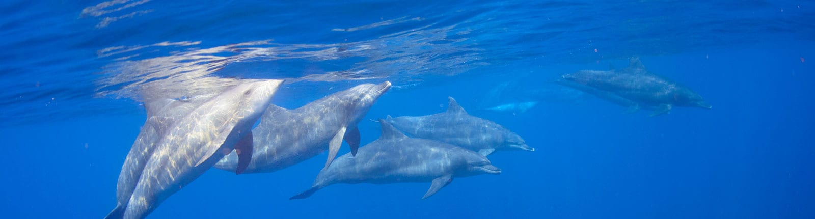 A school of dolphins in the blue waters of La Romana, Dominican Republic