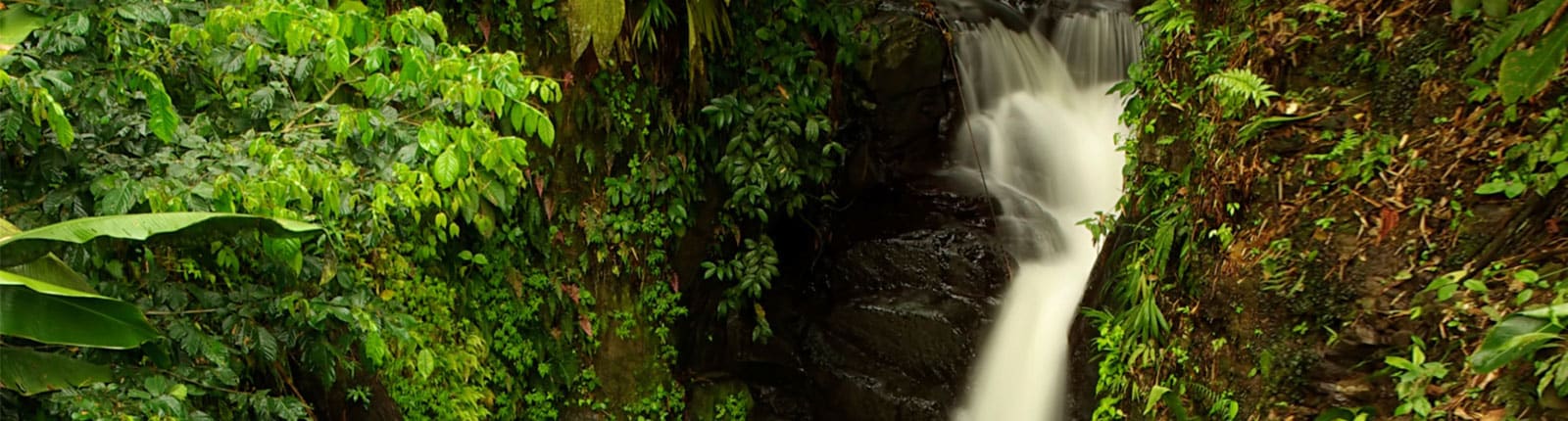 Gorgeous waterfall nestled in the jungle of Martinique