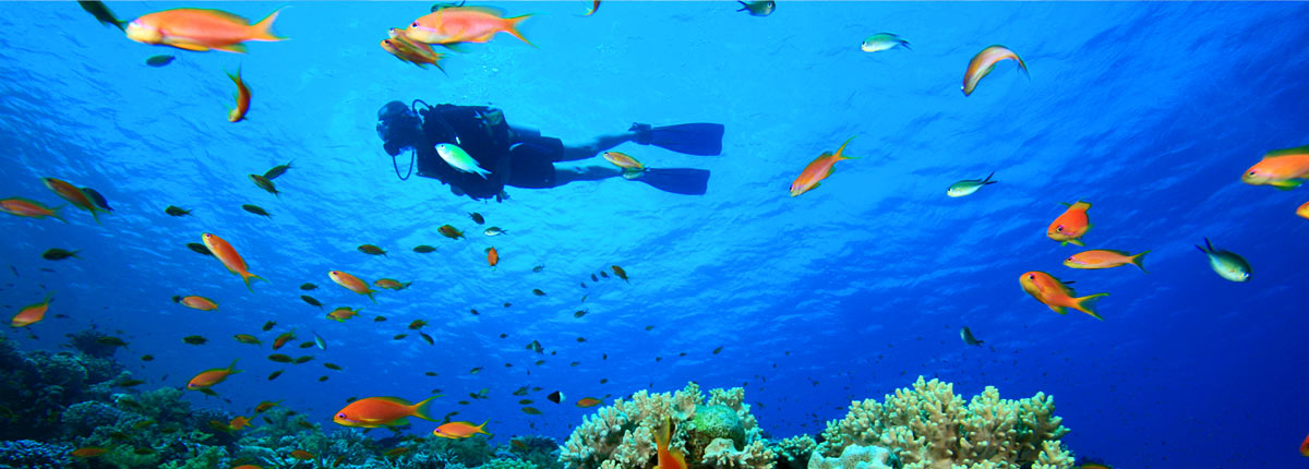 man scuba diving with fish in beautiful blue waters