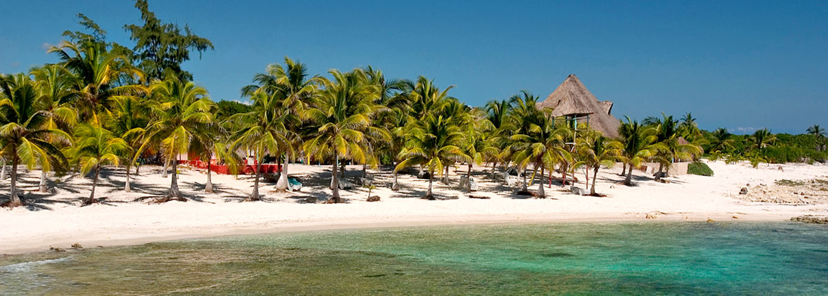 beautiful palm trees along the beaches in costa maya