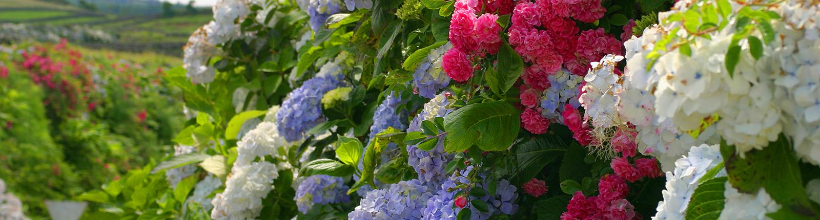 Pink, purple and white flowers in an exotic garden of Ponta Delgada, Portugal