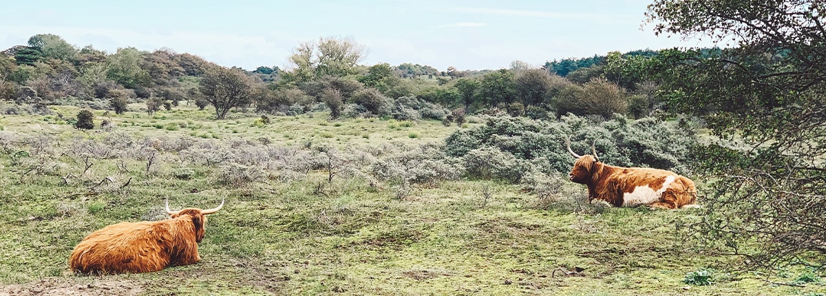 brown coated cattle are laying on the grass in ijmuiden