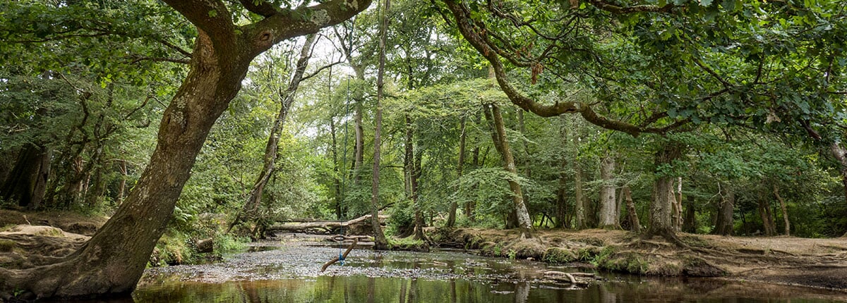 river in new forest nature park near southampton, england