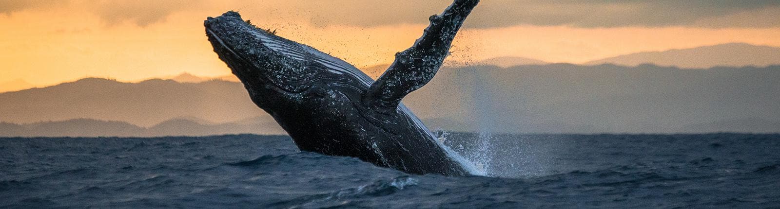 A whale leaping out of the crystal clear waters of Honolulu, Hawaii