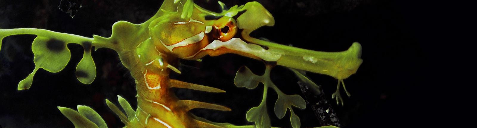 Close-up shot of a seahorse under the ocean in Kona, Hawaii