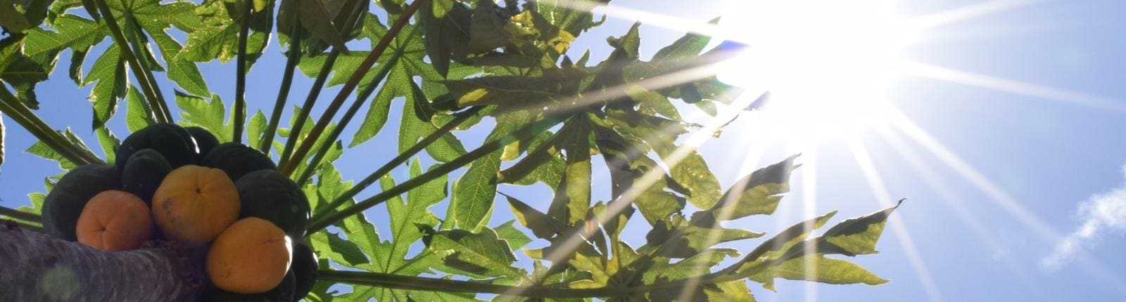 Warm Maui sun piercing through the rich green leaves of a tree with yellow fruits