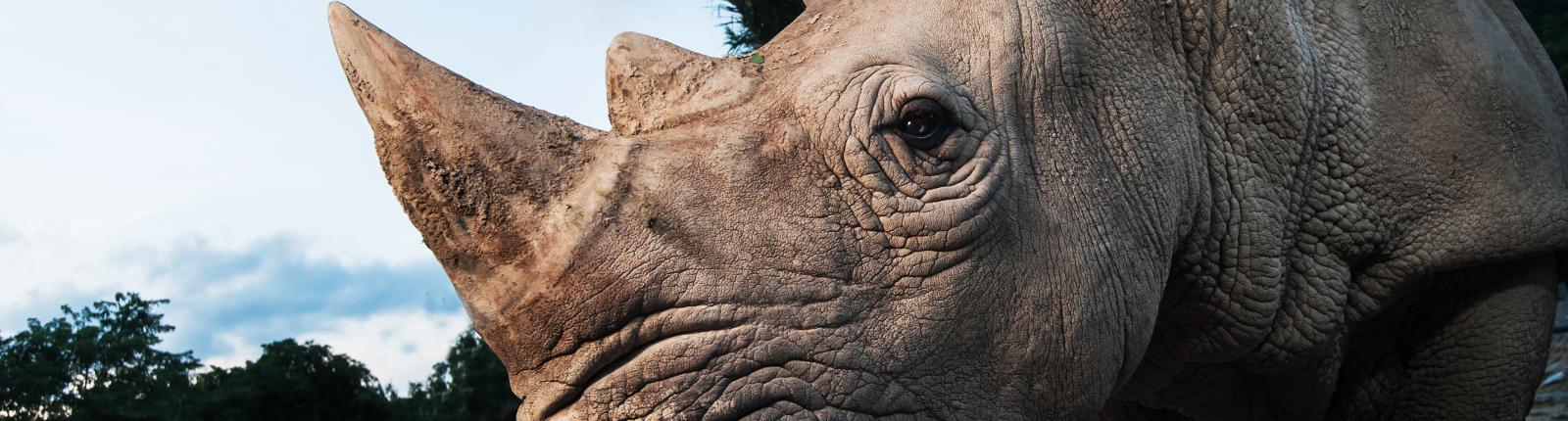 Close up view of a rhino in the Virginia Zoological Park in Norfolk, Virginia