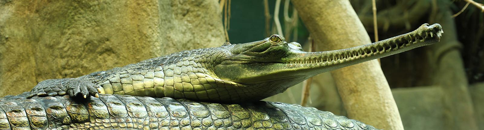 An Indian gharial observed in the Lowry Zoo in Tampa, FL