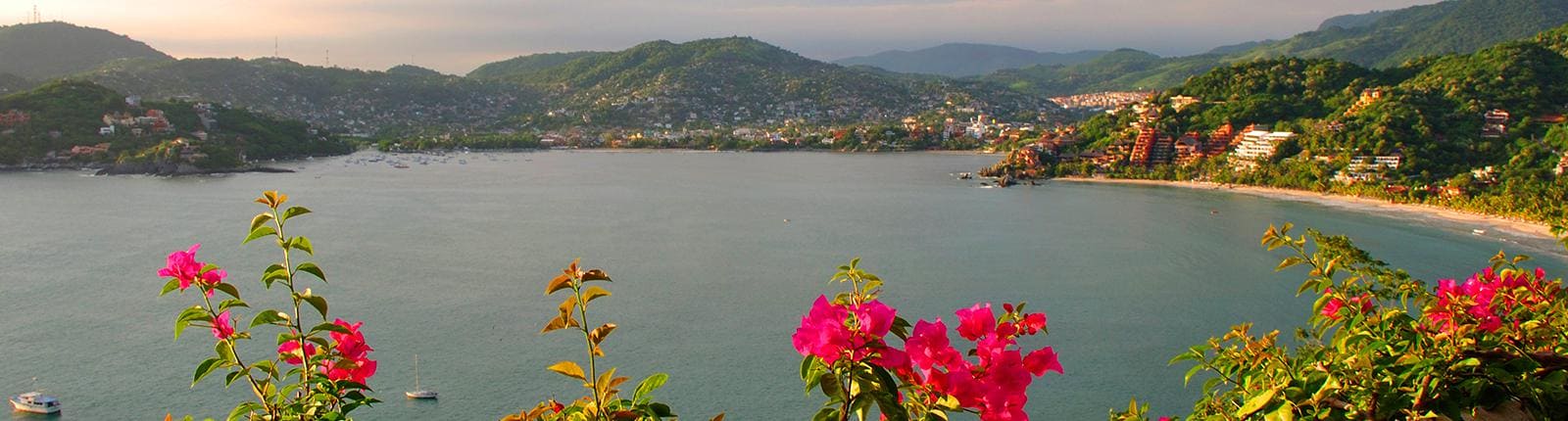 Pink flowers gently swaying in the wind overlooking a beautiful body of water in Zihuanatejo, Mexico