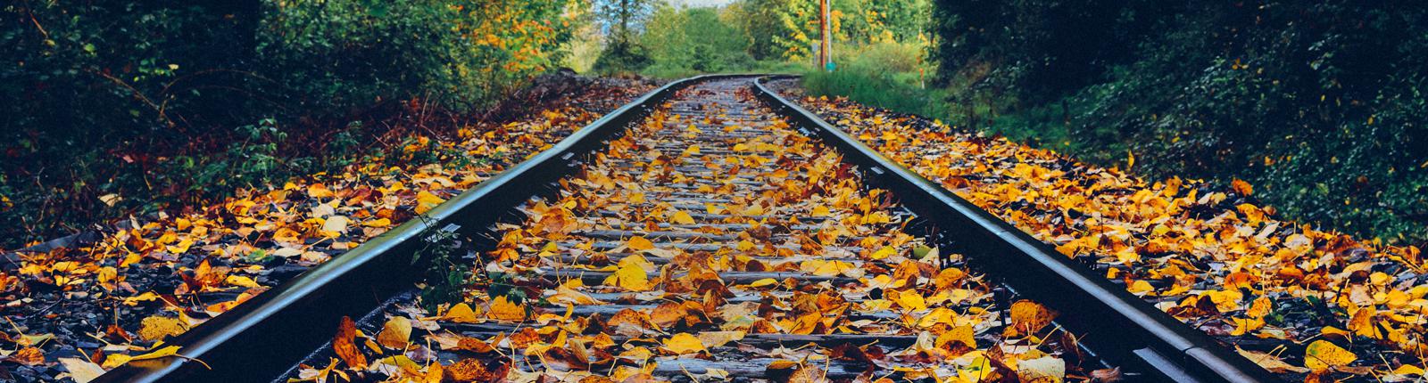 Train tracks covered in leaves in Portland, Maine