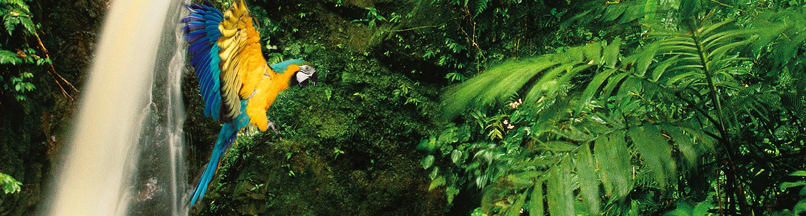 A parrot flying amongst dense vegetation in Carara National Park, Puntarenas, Costa Rica