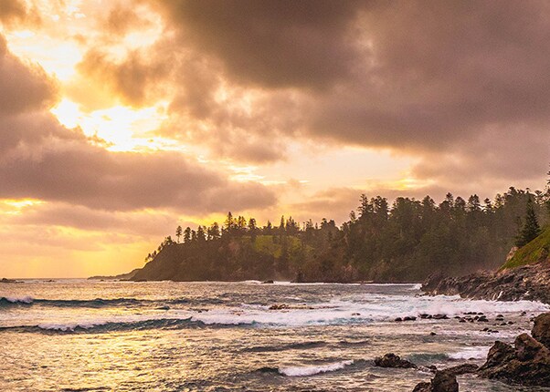 island with trees next to the ocean
