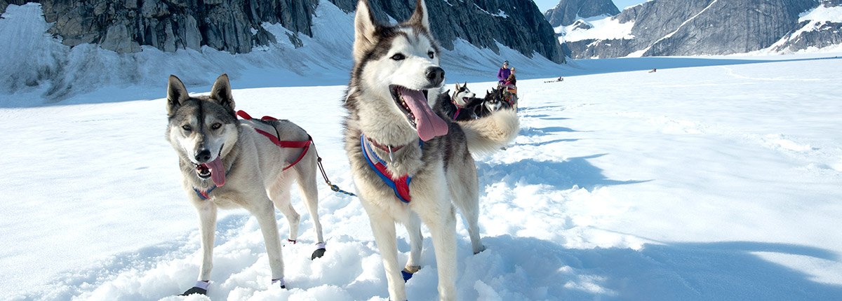 dog sledding adventure on mendenhall glacier