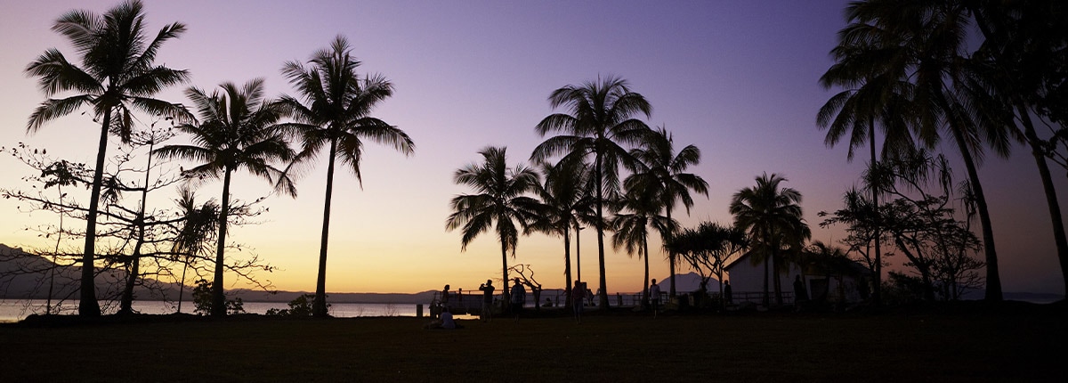 Sunrise palm trees in Port Douglas, Australia.