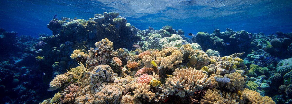 Coral under the sea at Willis Island, Australia.