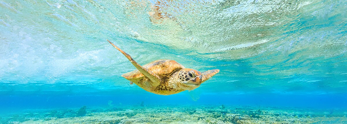 Sea turtle swimming at Willis Island, Australia.