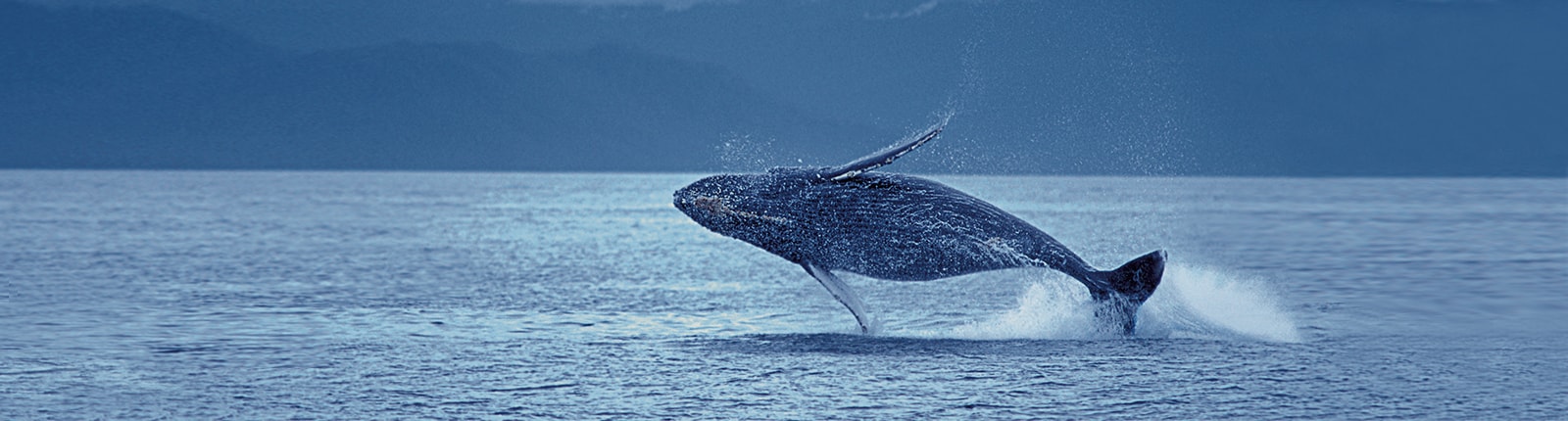 Whale watching in Juneau Alaska