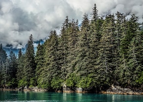 tall trees growing in a small piece of land in the middle of a body of water