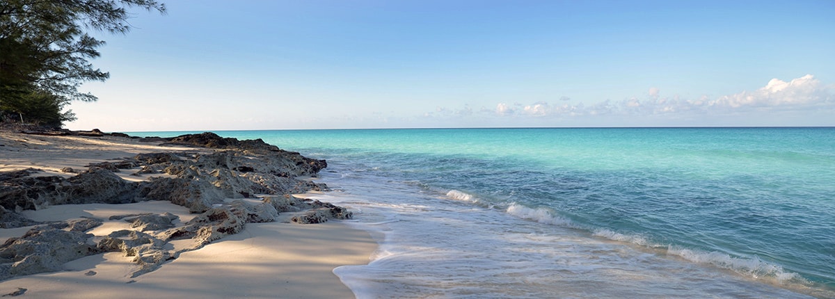 the shady shores that line the crystal blue beach in bimini