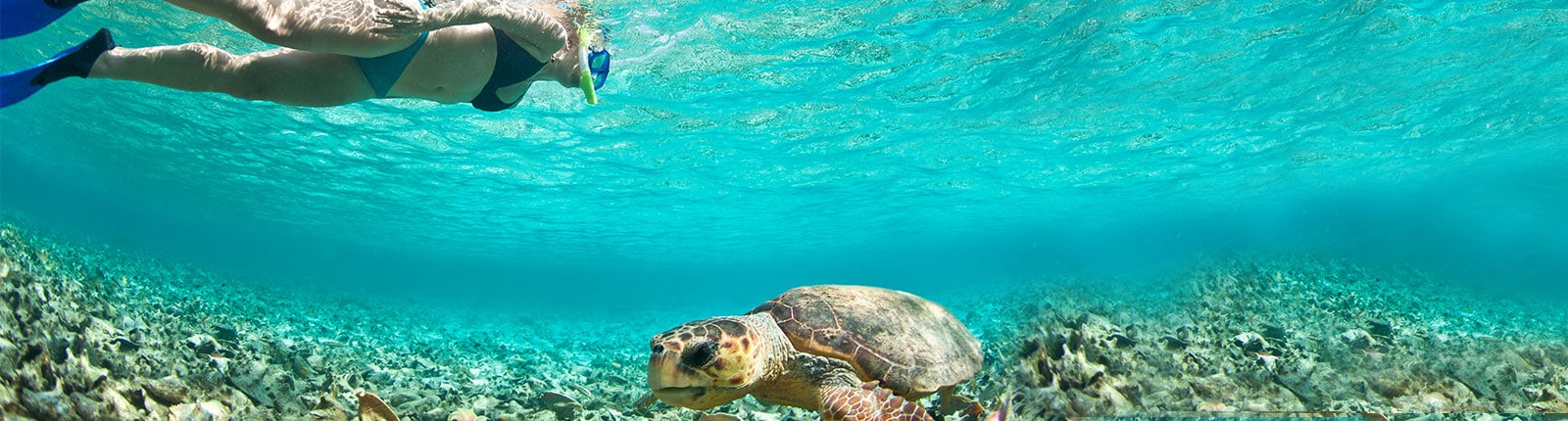 Snorkeling in the blue waters with a turtle in Belize