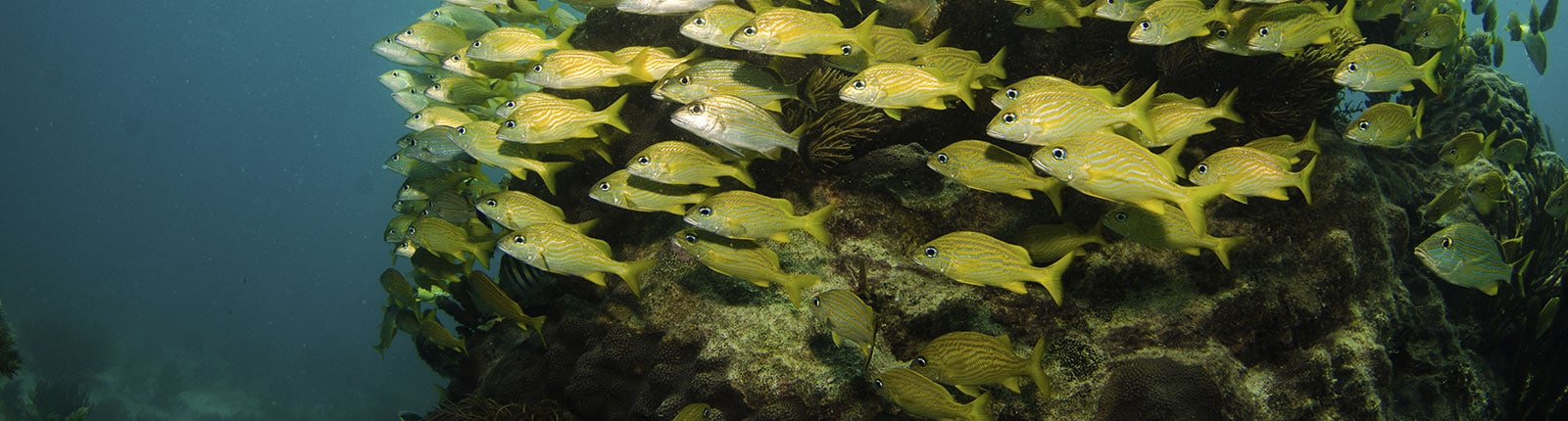 A school of yellow fish along a reef in Bonaire