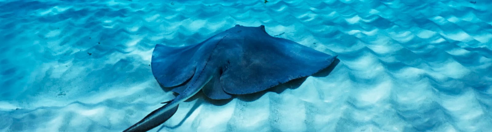 A grand stingray in the blue waters of Grand Cayman