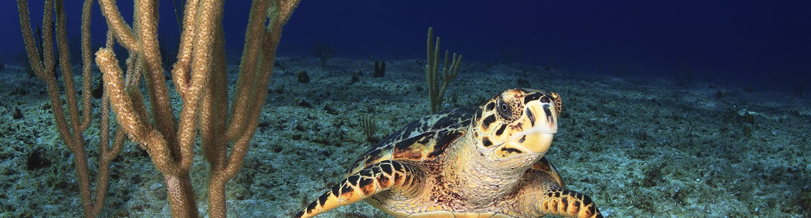 Snorkeling with a grand turtle under the water off Grand Cayman