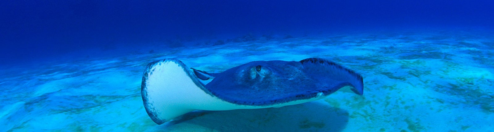 A stingray showing off in the waters off Grand Turk