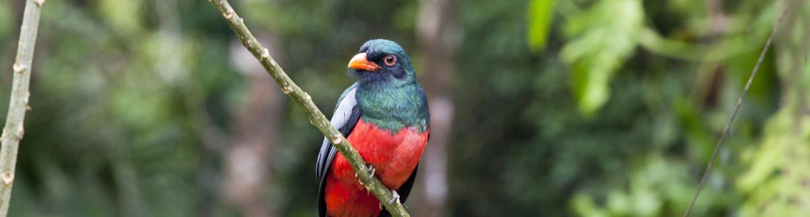 Up close with a colorful song bird in Limon, Costa Rica