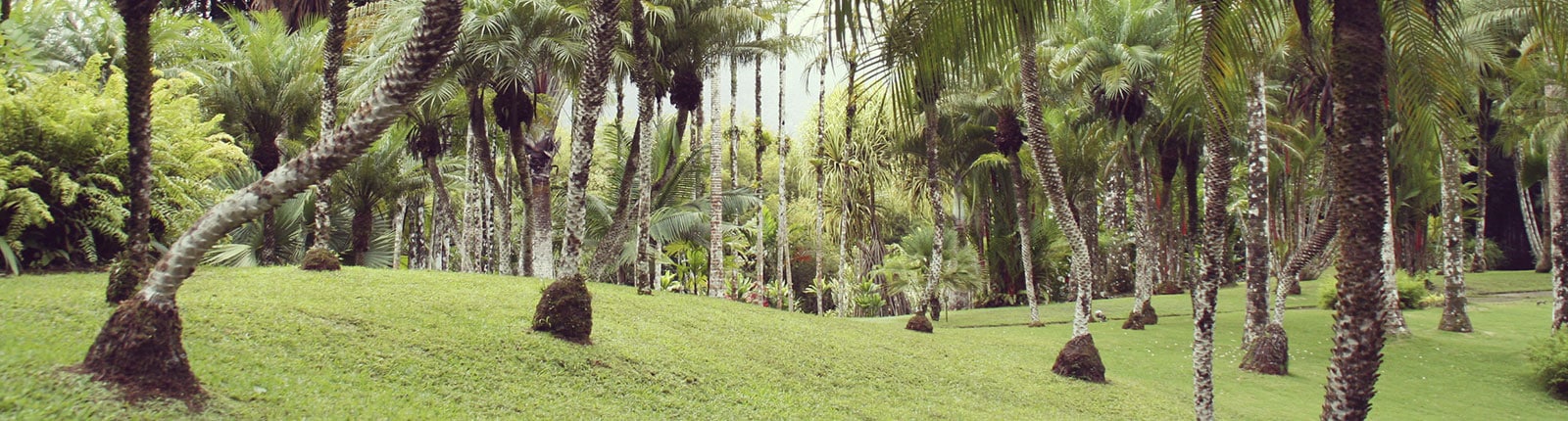 Native trees in a beautiful setting of the botanical garden in Martinique