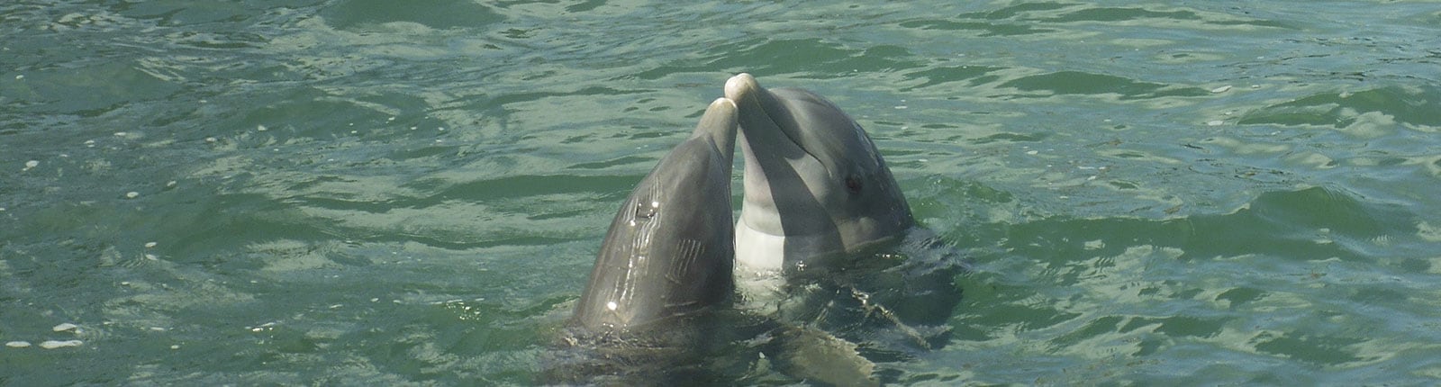 Two dolphins kissing while swimming in the blue waters in Montego Bay, Jamaica