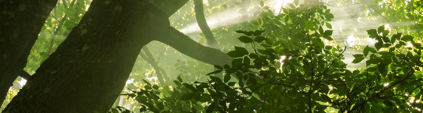 Sunbeams streaming though the canopy in the tropical forest reserve in San Juan, Puerto Rico