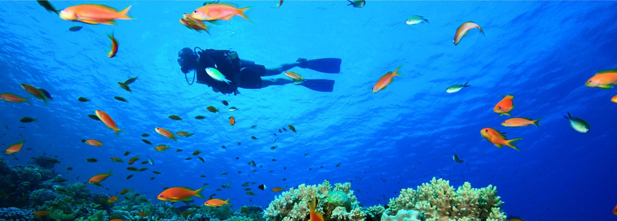 man scuba diving with fish in beautiful blue waters