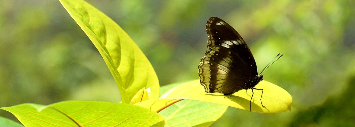 a butterfly resting on a leaf
