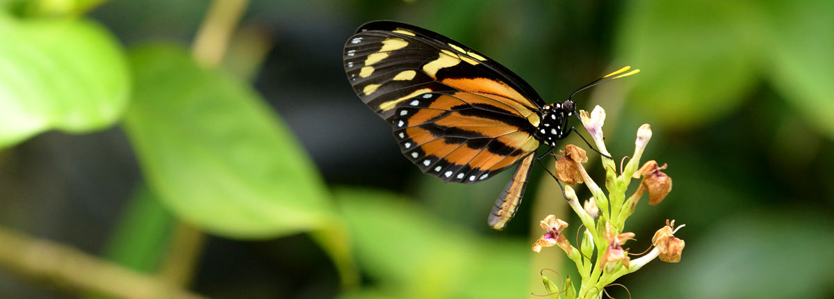 glimpse of beautiful butterflys in the caribbean
