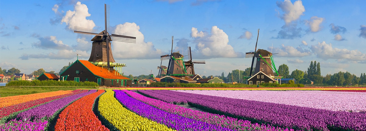 view of a field of different colored tulips and windmills