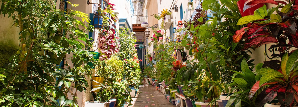 many plants in the courtyard walkway of tangier