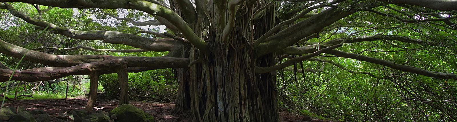 Close up shot of an enormous banyan tree in Hilo, Hawaii