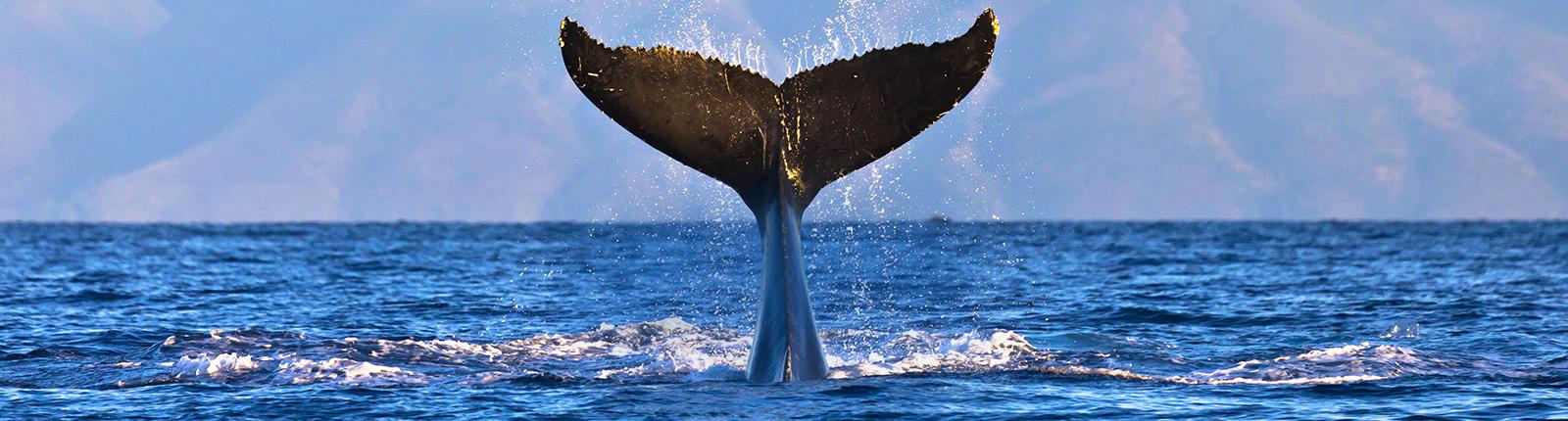 The tail of a humpback whale leaping out of the blue waters of Maui, Hawaii