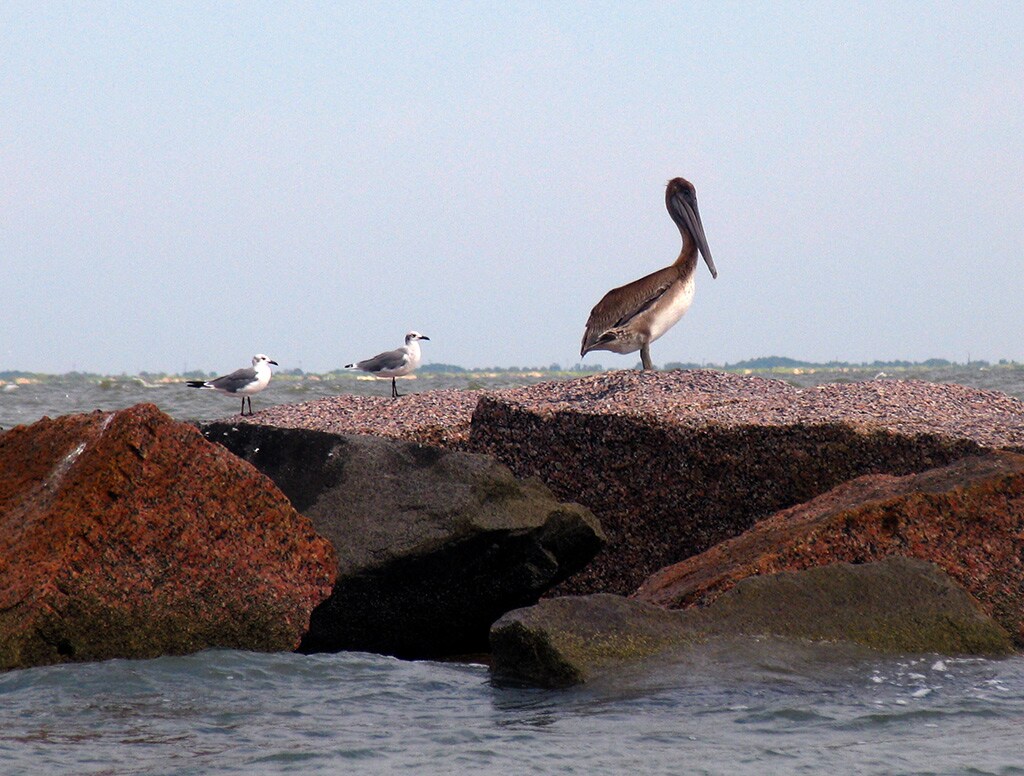 birds resting on a rock in galveston