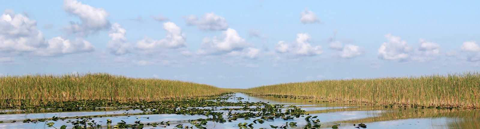 Natural landscape of the Everglades near Miami, FL