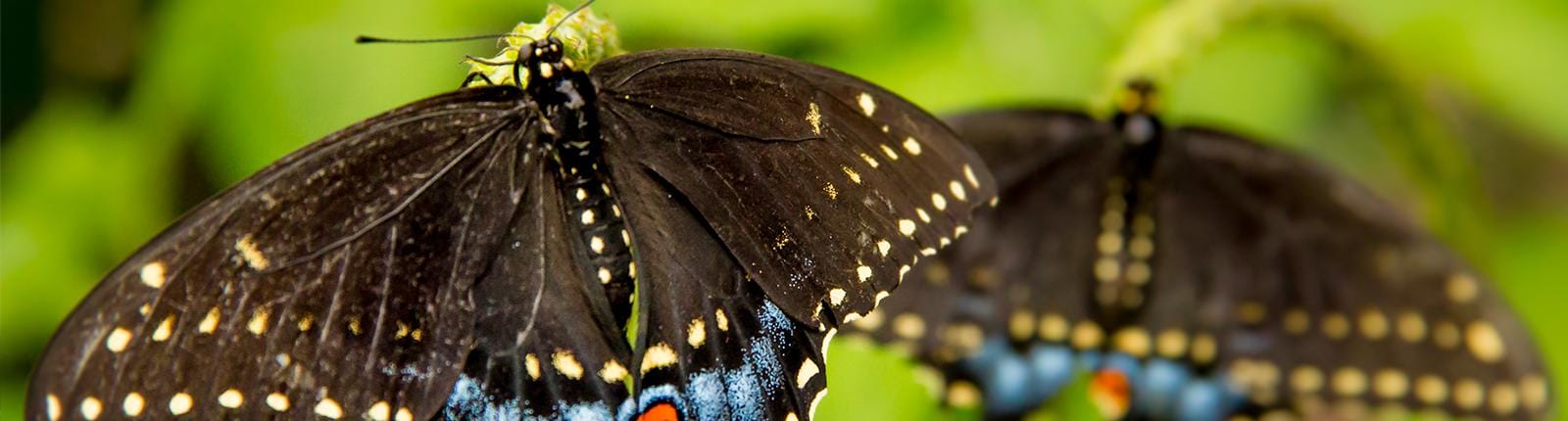Beautiful close up shot of the patterns and colors on a butterflies wings in Norfolk, Virginia